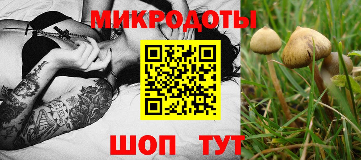 Псилоцибиновые грибы Psilocybine cubensis Тамбов
